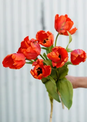 Pre-Cooled Bright Parrot Tulip Bulbs