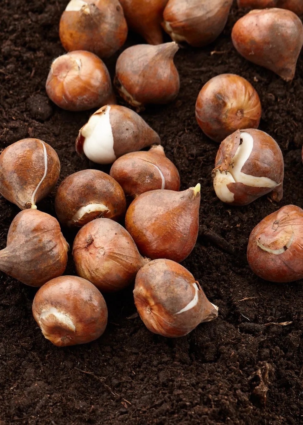 Pre-Cooled Bright Parrot Tulip Bulbs