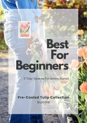 Pre-Cooled Tulip Bulbs Beginner's Collection