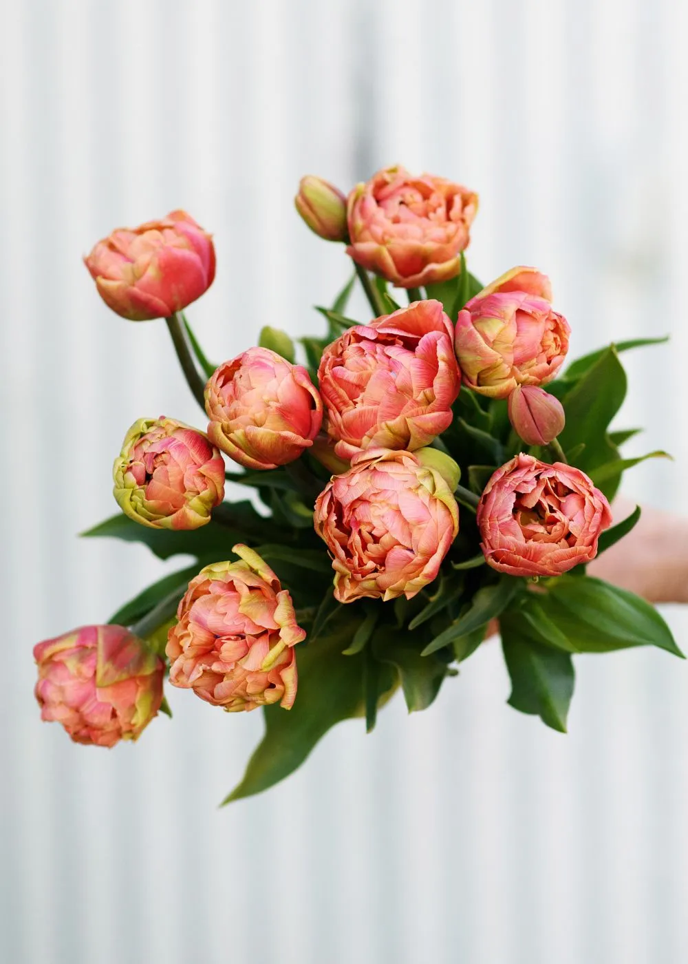 Pre-Cooled Tulip Bulbs Beginner's Collection