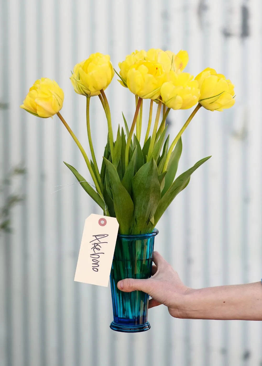 Pre-Cooled Tulip Bulbs Bold & Bright Collection