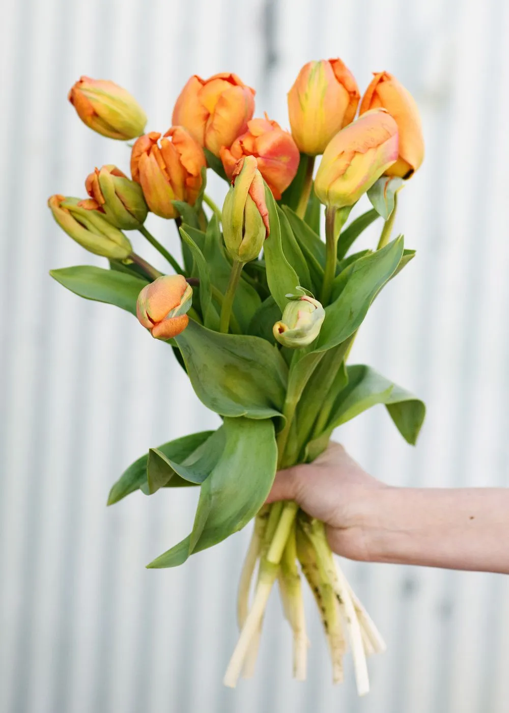 Pre-Cooled Tulip Bulbs Bold & Bright Collection
