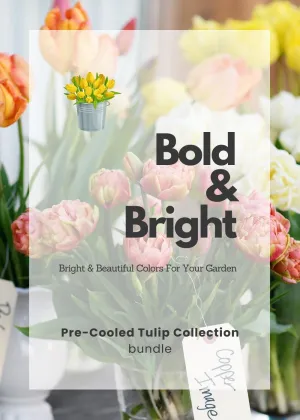 Pre-Cooled Tulip Bulbs Bold & Bright Collection