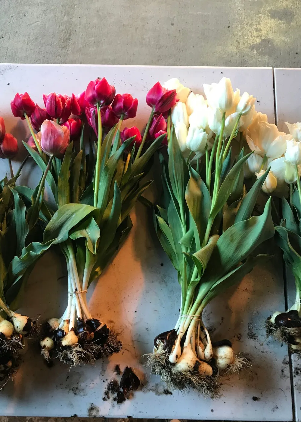 Pre-Cooled Tulip Bulbs Felicia's Grower's Choice Collection