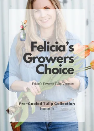 Pre-Cooled Tulip Bulbs Felicia's Grower's Choice Collection