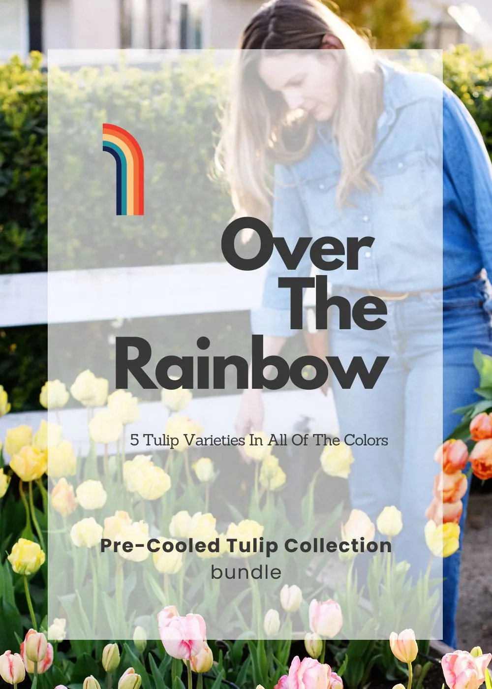 Pre-Cooled Tulip Bulbs Over The Rainbow Collection