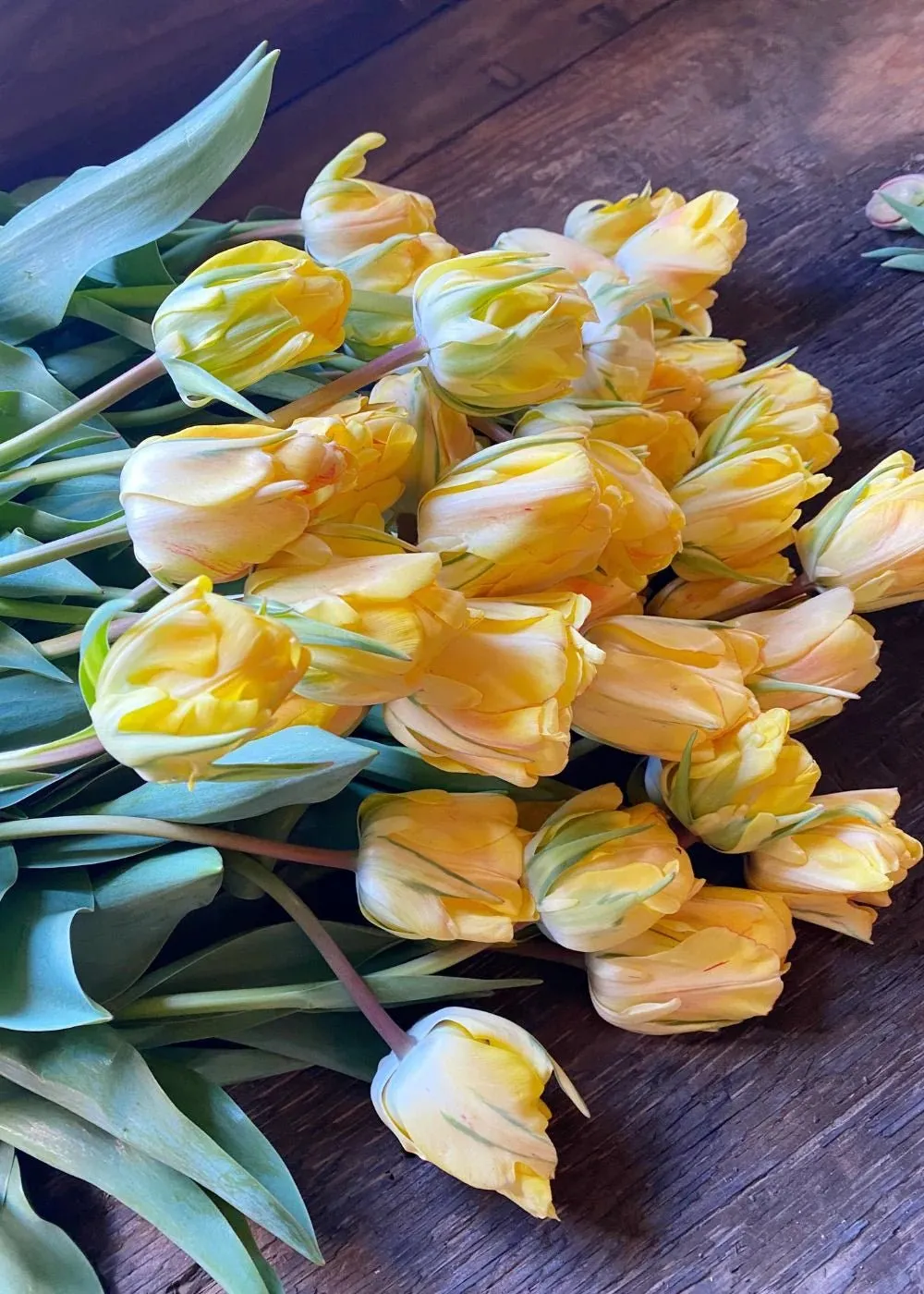 Pre-Cooled Tulip Bulbs Over The Rainbow Collection