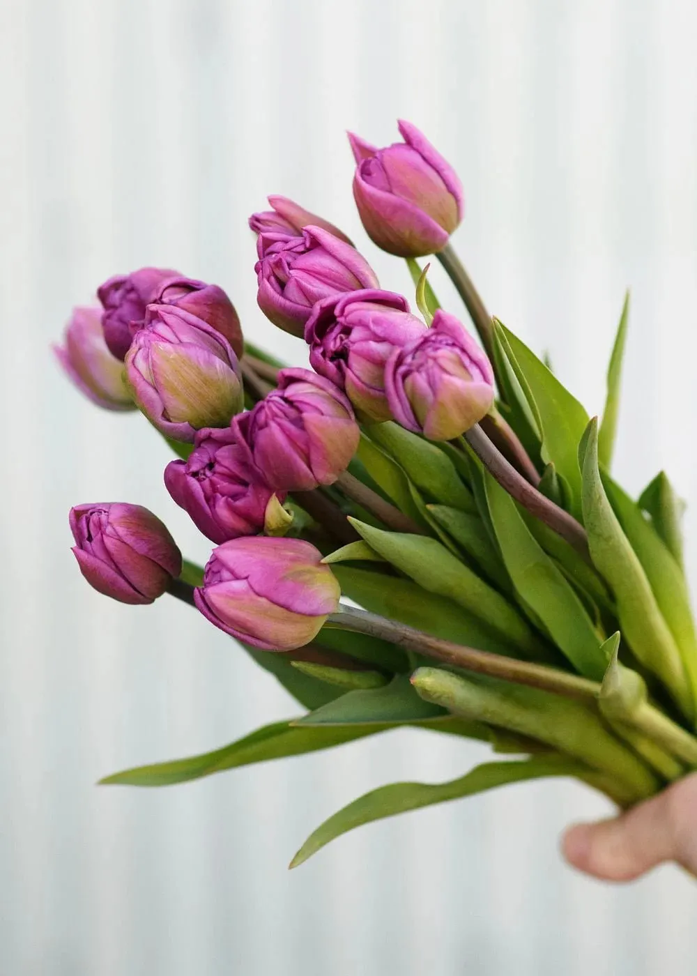 Pre-Cooled Tulip Bulbs Over The Rainbow Collection