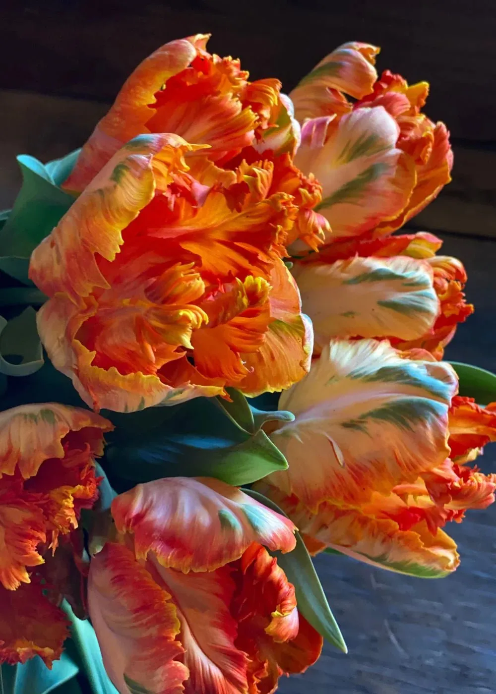 Pre-Cooled Tulip Bulbs Over The Rainbow Collection