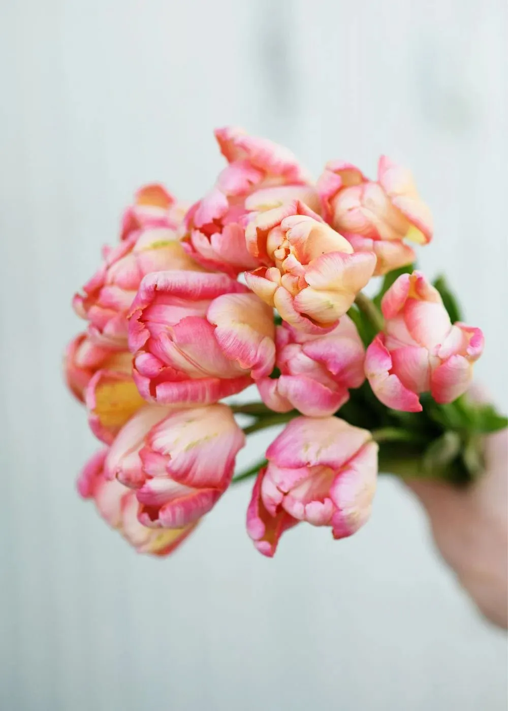 Pre-Cooled Tulip Bulbs Over The Rainbow Collection
