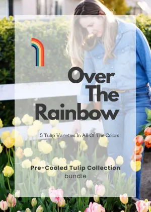 Pre-Cooled Tulip Bulbs Over The Rainbow Collection