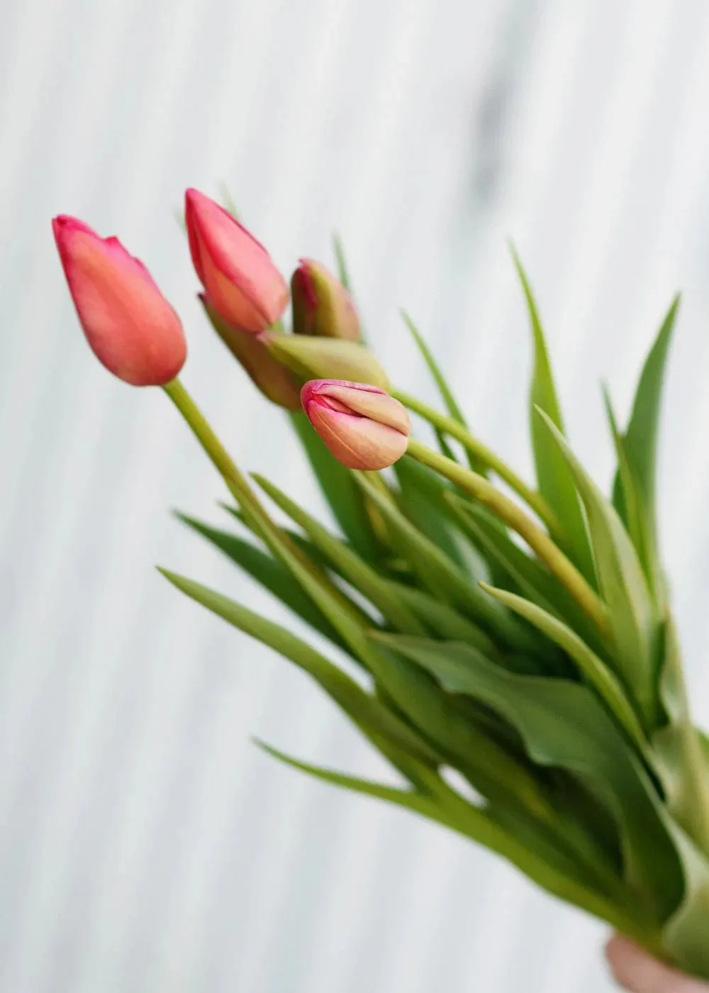 Pre-Cooled Tulip Bulbs Over The Rainbow Collection