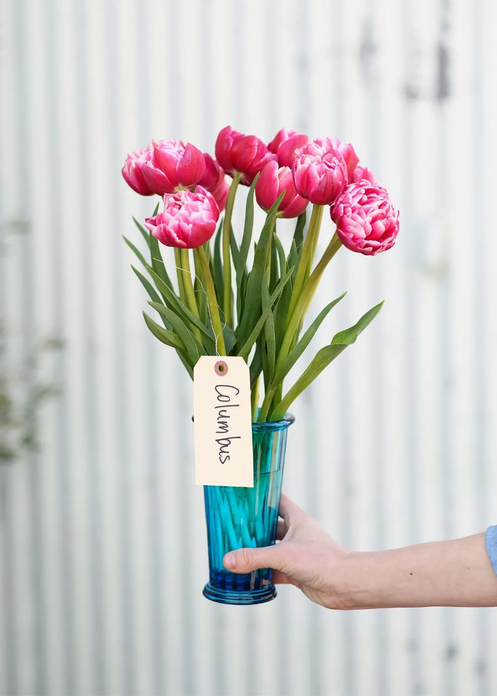 Pre-Cooled Tulip Bulbs Pretty In Pink Collection
