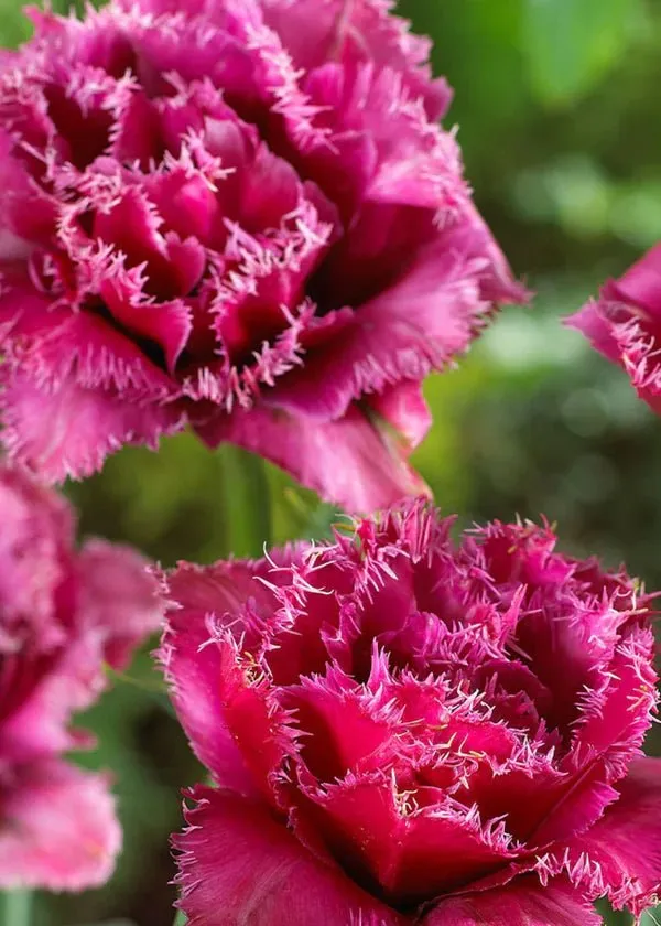 Pre-Cooled Tulip Bulbs Pretty In Pink Collection