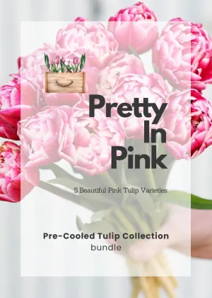 Pre-Cooled Tulip Bulbs Pretty In Pink Collection