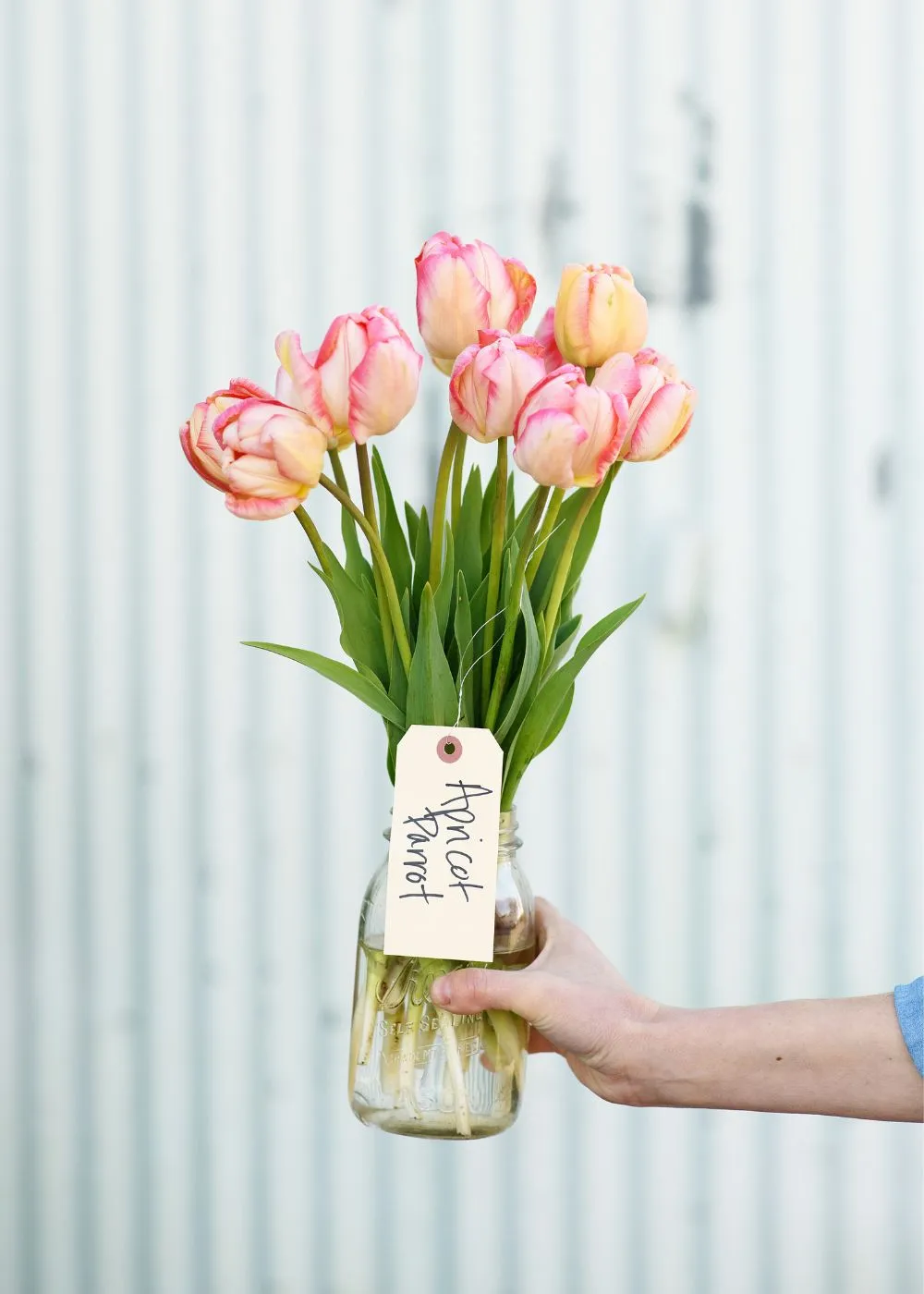 Pre-Cooled Tulip Bulbs Pretty In Pink Collection