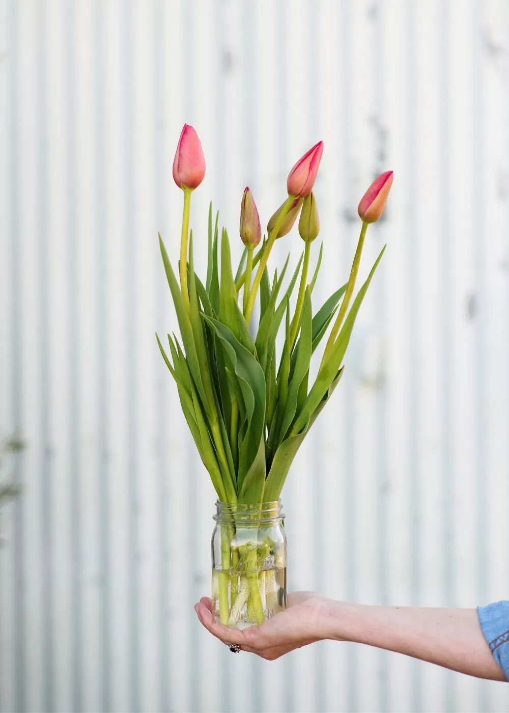 Pre-Cooled Tulip Bulbs Pretty In Pink Collection