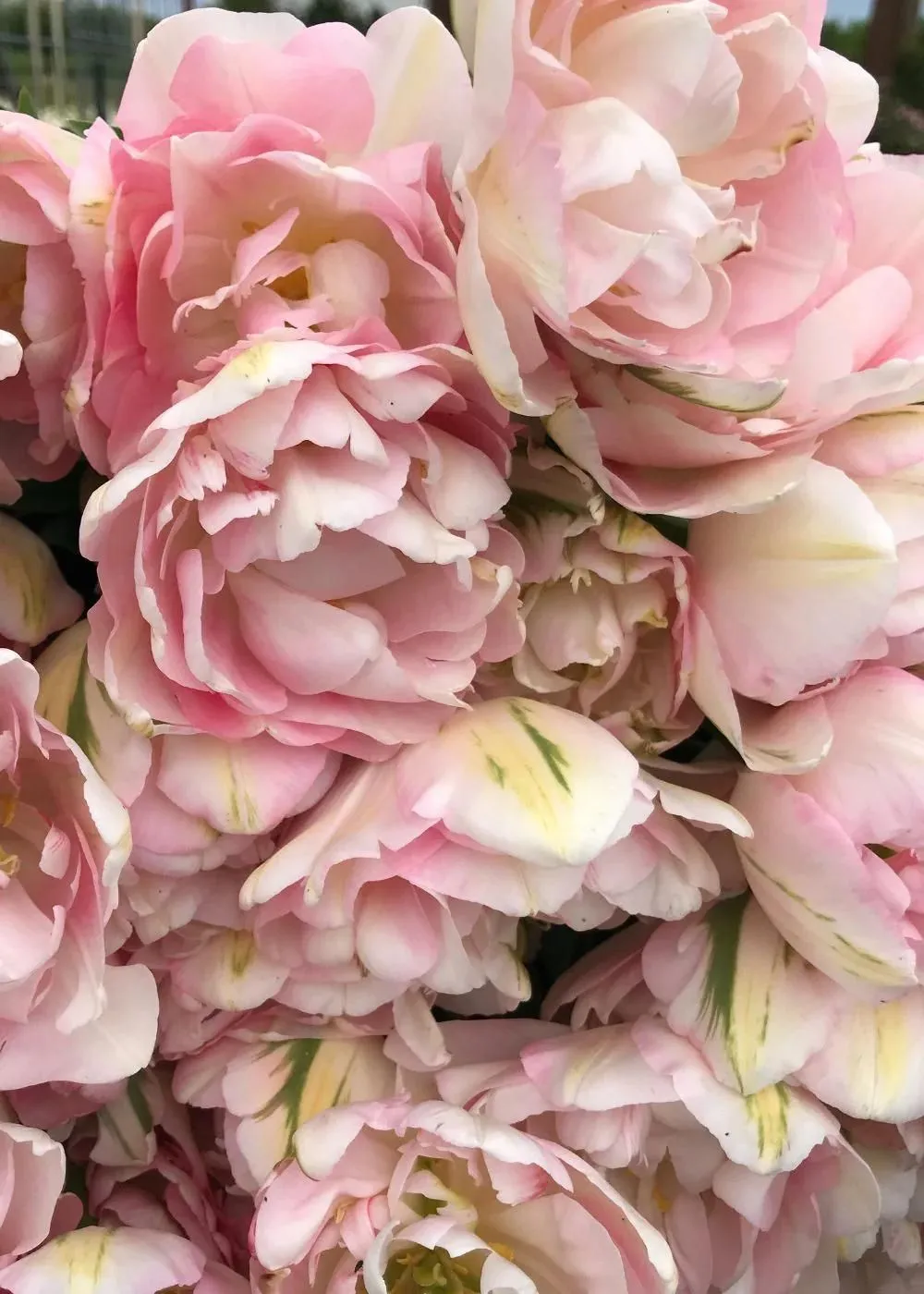 Pre-Cooled Tulip Bulbs Pretty In Pink Collection